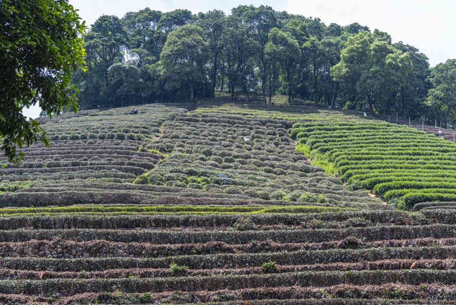 China - Hangzhou 068 - plantación de té verde.jpg